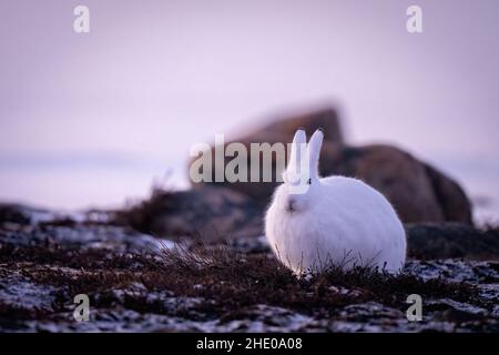 Le lièvre arctique sur la toundra regarde vers l'appareil photo Banque D'Images