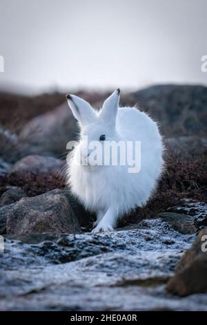 Le lièvre arctique se dresse parmi les roches de la toundra Banque D'Images