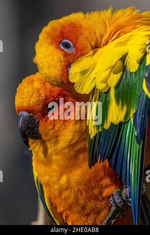 Soleil Conures ou Parakeets (Aratinga solstitialis) cuddling Banque D'Images