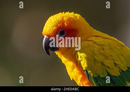 Portrait d'une conure de soleil ou Parakeet (Aratinga solstitialis) Banque D'Images