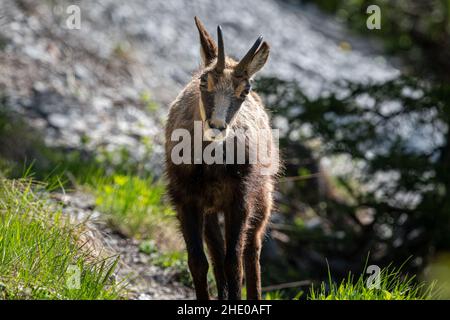 Un jeune chamois debout sur un chemin dans la forêt, jour ensoleillé dans les alpes autrichiennes Banque D'Images