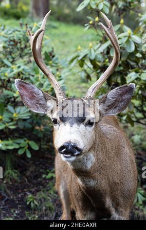 Un buck de près, à Eugene, Oregon. Banque D'Images