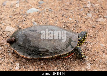 Tortue peinte avec des sangsues sur sa carapace à la réserve d'animaux de Crex Meadow State Wildlife Area, Grantsburg, Wisconsin, États-Unis. Banque D'Images