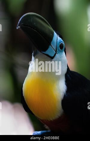 Gros plan vertical d'un toucan à canal facturé sur un arrière-plan flou Banque D'Images