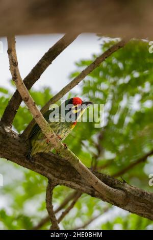 Photo verticale d'un barbet de coppermith perché sur une branche Banque D'Images