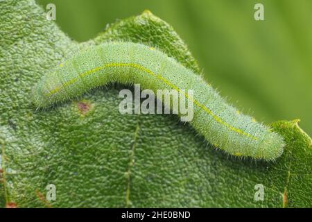 Vue dorsale du petit papillon blanc caterpillar (Pieris rapae).Tipperary, Irlande Banque D'Images