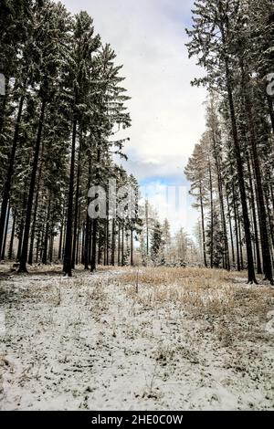 Plan vertical d'un sentier entouré d'arbres couverts de neige sous un ciel nuageux Banque D'Images