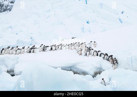 Les pingouins de Gentoo marchent dans une ligne pour entrer dans l'océan à Neko Harbour, Antarctique. Banque D'Images