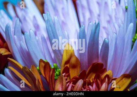 Photo macro des fleurs de pâquerette de Calendula et de Florist dans le bouquet Banque D'Images