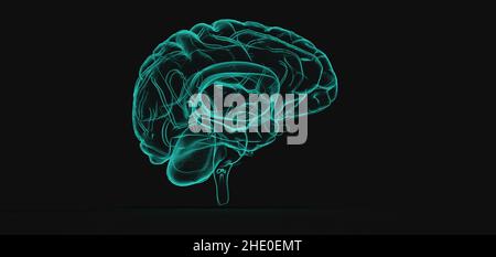 Illustration 3D d'un modèle anatomique d'un cerveau humain sur fond noir Banque D'Images