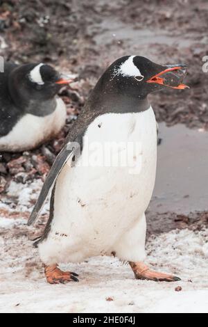 Un pingouin Gentoo porte un rocher dans son bec, qu'il utilisera pour construire son nid. Banque D'Images