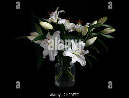 Bouquet de magnifiques lilas blanches élégantes dans un vase en verre avec un noir Banque D'Images