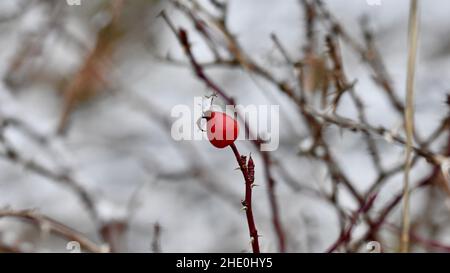 Un gros plan d'un seul rosehip sur une branche en hiver Banque D'Images