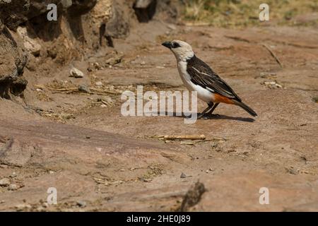 Buffalo Weaver à tête blanche, Dinemellia dinemelli, dans la réserve nationale de Samburu au Kenya. Banque D'Images