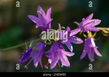 bellflower violet (Campanula rapunculus) en automne en plein soleil, gros plan et foyer sélectif Banque D'Images