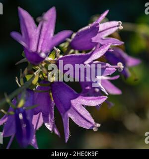 Fleurs de rampion violets (Campanula rapunculus), foyer macro et sélectif Banque D'Images