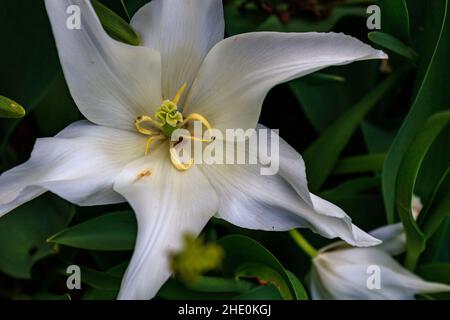 Gros plan de la fleur de lis blanc (Lilium candidum) sur fond vert Banque D'Images