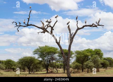 Troupeau de cigognes africaines sur les branches d'un arbre séché dans la savane lors d'un safari dans le parc national de Tarangire en Tanzanie Banque D'Images