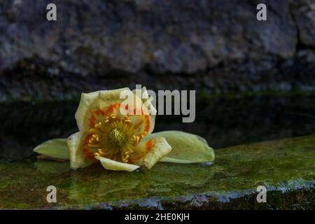 Fleur de tulipe tombée sur la pierre près de l'eau (Liriodendron tulipifera) Banque D'Images