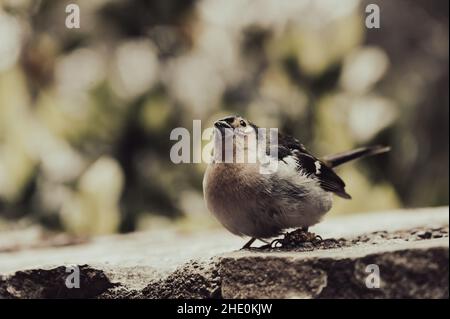 Un mignon chaffinch Madeiran Fringilla coelebs maderensis assis. Banque D'Images