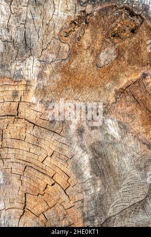 La surface du bois est fissurée et moisie.Texture d'un vieux moignon d'arbre avec des fissures profondes et des nœuds rapprochés Banque D'Images