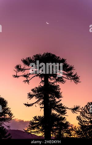 Araucaria arbre à l'aube dans le parc national de Conguillío, Chili Banque D'Images