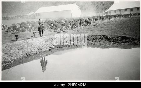 Photographie antique vers 1930, cowboy et bétail avec réflexion d'étang.Emplacement exact inconnu, États-Unis.SOURCE : PHOTO ORIGINALE Banque D'Images