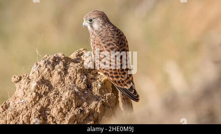 Un gros plan d'un oiseau de kestrel commun perché sur un rocher Banque D'Images