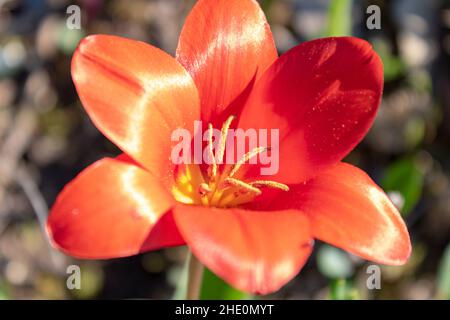 Gros plan de la fleur de tulipe rouge (Tulipa), pistil et stamina, vue de dessus Banque D'Images