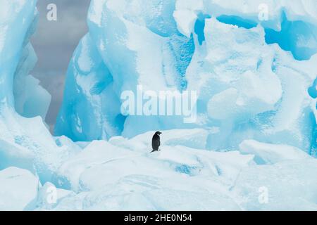 Le pingouin d'Adelie se dresse au-dessus d'un iceberg bleu. Banque D'Images