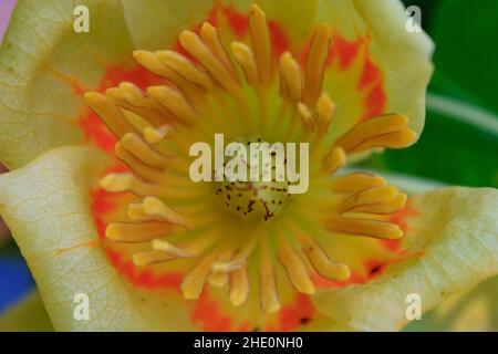 Gros plan de la fleur de tulipe jaune (Liriodendron tulipifera) ou de la tulipe. Banque D'Images