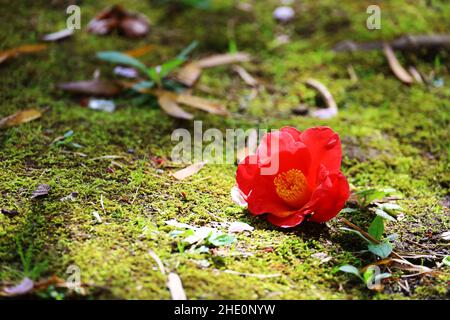 Une tête de fleur de camélia rouge vif qui est tombée sur une pierre de mousse Banque D'Images