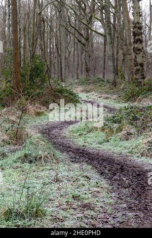 Sentier boueux à travers les bois lors d'une matinée hivernale glacielle, Bartley Heath nature Reserve, Hampshire, Royaume-Uni Banque D'Images