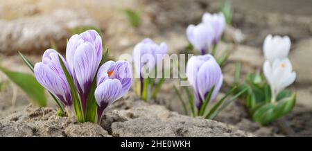 Les crocus printaniers sont des fleurs décoratives qui fleurissent au début du printemps, en gros plan.Peut être utilisé comme carte de vœux. Banque D'Images