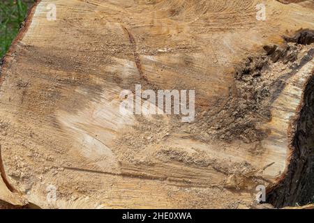 Sites communs en Nouvelle-Zélande: Arbres tombés et camions d'arbres sciés. Banque D'Images