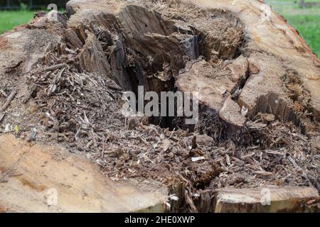 Sites communs en Nouvelle-Zélande: Arbres tombés et camions d'arbres sciés. Banque D'Images