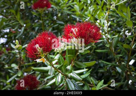 Points communs en Nouvelle-Zélande: Belles fleurs rouges sur les arbres, par exemple Bottlebrush; Poihutukawa Banque D'Images