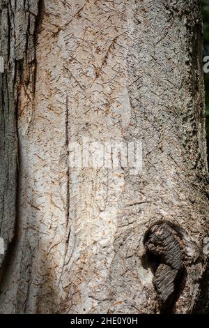 Curiosités communes en Nouvelle-Zélande: Écorce d'arbre intéressante.Celui-ci ressemble à des hiéroglyphes égyptiens ou à de l'écriture cuneiform ancienne. Banque D'Images