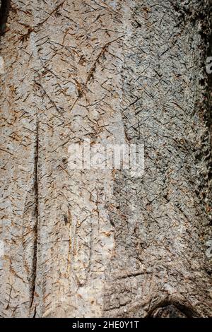 Curiosités communes en Nouvelle-Zélande: Écorce d'arbre intéressante.Celui-ci ressemble à des hiéroglyphes égyptiens ou à de l'écriture cuneiform ancienne. Banque D'Images