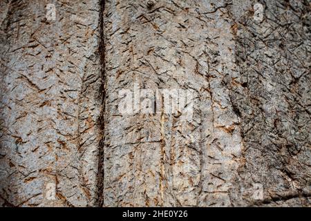 Curiosités communes en Nouvelle-Zélande: Écorce d'arbre intéressante.Celui-ci ressemble à des hiéroglyphes égyptiens ou à de l'écriture cuneiform ancienne. Banque D'Images