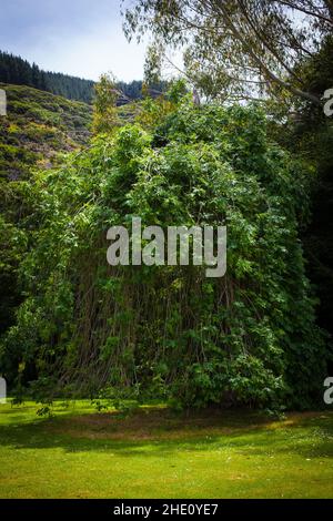 Un regard sur la vie en Nouvelle-Zélande: Un arbre inhabituel. Banque D'Images