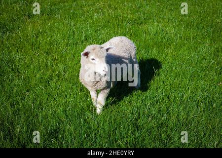Curiosités communes en Nouvelle-Zélande: Moutons. Banque D'Images