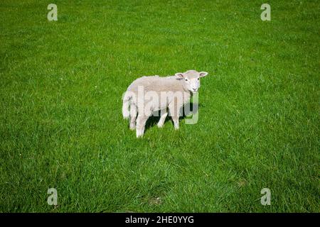 Curiosités communes en Nouvelle-Zélande: Moutons. Banque D'Images