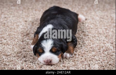 Mini-bernedoodle tricolore Puppy dormant sur la moquette Banque D'Images