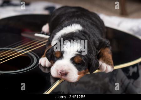 Mini Bernedoodle tricolore Puppy dormant à la guitare Banque D'Images