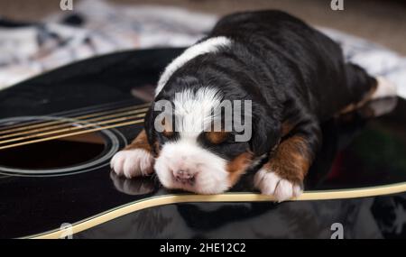 Mini Bernedoodle tricolore Puppy dormant à la guitare Banque D'Images