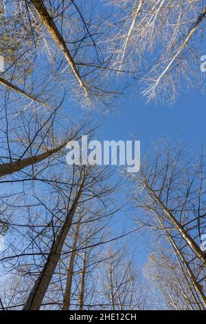 De beaux peupliers de la vue de fond dans une journée ensoleillée en automne Banque D'Images