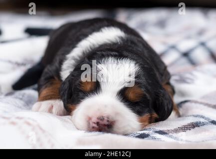 Mini-bernedoodle de trois couleurs Puppy dormant sur une couverture Banque D'Images