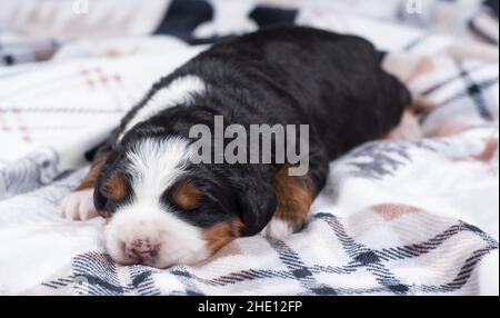 Mini-bernedoodle de trois couleurs Puppy dormant sur une couverture Banque D'Images