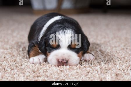 Mini-bernedoodle tricolore Puppy dormant sur la moquette Banque D'Images